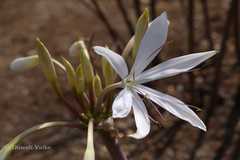 Crinum woodrowii